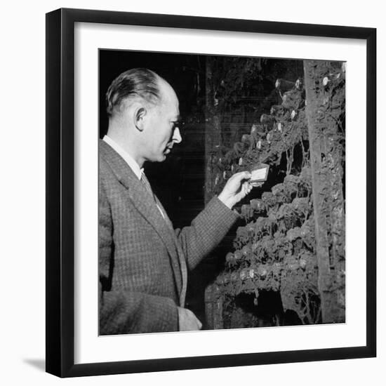 Director Yoes Kressmann, Looking at the Chateau Lafite Kept for His Own Personal Consumption-null-Framed Photographic Print