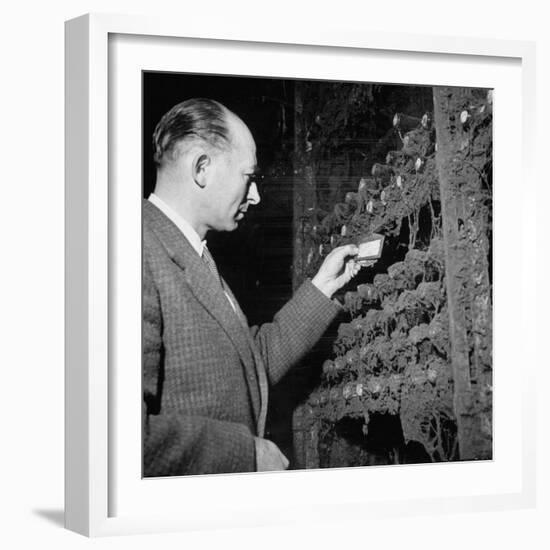 Director Yoes Kressmann, Looking at the Chateau Lafite Kept for His Own Personal Consumption-null-Framed Photographic Print