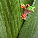 Curious Red Eyed Tree Frog Hiding in Green Background Leafs Agalychnis Callydrias Exotic Amphibian-Dirk Ercken-Photographic Print