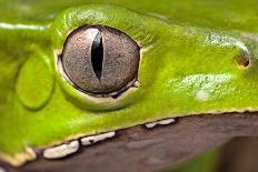 Curious Red Eyed Tree Frog Hiding in Green Background Leafs Agalychnis Callydrias Exotic Amphibian-Dirk Ercken-Photographic Print