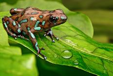 Poison Dart Frog Dendrobates Auratus from the Tropical Rain Forest of Panama, Beautiful Poisonous R-Dirk Ercken-Photographic Print