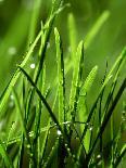 Blades of Grass with Dewdrops-Dirk Olaf Wexel-Photographic Print