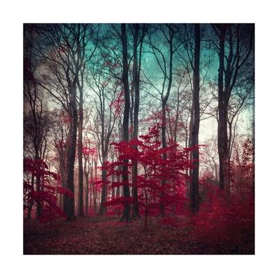 Michael Hudson Forest Canopy Photograph Forest Tree Nature Print Poster 19x13