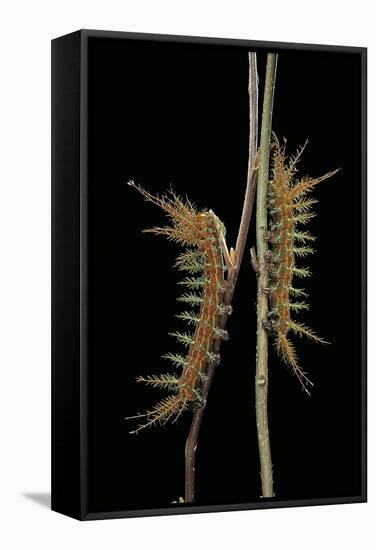 Dirphia Tarquinia (Moth) - Caterpillars-Paul Starosta-Framed Stretched Canvas