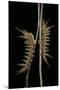 Dirphia Tarquinia (Moth) - Caterpillars-Paul Starosta-Mounted Photographic Print