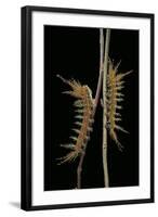 Dirphia Tarquinia (Moth) - Caterpillars-Paul Starosta-Framed Photographic Print