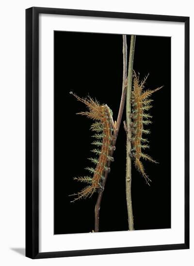 Dirphia Tarquinia (Moth) - Caterpillars-Paul Starosta-Framed Photographic Print
