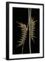 Dirphia Tarquinia (Moth) - Caterpillars-Paul Starosta-Framed Photographic Print