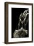 Dirphia Tarquinia (Moth)-Paul Starosta-Framed Photographic Print