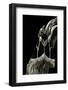 Dirphia Tarquinia (Moth)-Paul Starosta-Framed Photographic Print