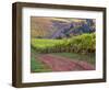 Dirt Road Along Acres of Vines at Knutsen Vineyard in the Willamette Valley, Oregon, USA-Janis Miglavs-Framed Photographic Print