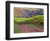 Dirt Road Along Acres of Vines at Knutsen Vineyard in the Willamette Valley, Oregon, USA-Janis Miglavs-Framed Photographic Print