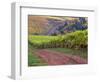 Dirt Road Along Acres of Vines at Knutsen Vineyard in the Willamette Valley, Oregon, USA-Janis Miglavs-Framed Photographic Print