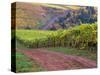 Dirt Road Along Acres of Vines at Knutsen Vineyard in the Willamette Valley, Oregon, USA-Janis Miglavs-Stretched Canvas