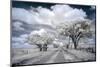 Dirt road in the Flint Hills of Kansas-Michael Scheufler-Mounted Photographic Print