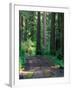 Dirt Road into Opal Creek Wilderness Area, Central Oregon Cascades, USA-Janis Miglavs-Framed Photographic Print