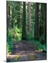 Dirt Road into Opal Creek Wilderness Area, Central Oregon Cascades, USA-Janis Miglavs-Mounted Photographic Print