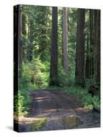 Dirt road into Opal Creek Wilderness area, central Oregon Cascades-Janis Miglavs-Stretched Canvas