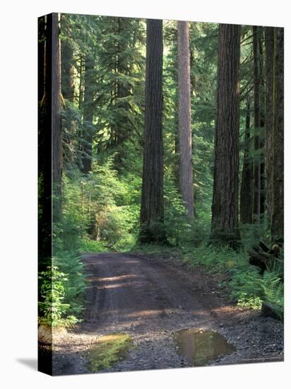 Dirt road into Opal Creek Wilderness area, central Oregon Cascades-Janis Miglavs-Stretched Canvas