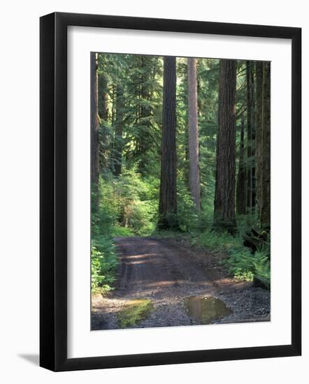 Dirt road into Opal Creek Wilderness area, central Oregon Cascades-Janis Miglavs-Framed Photographic Print