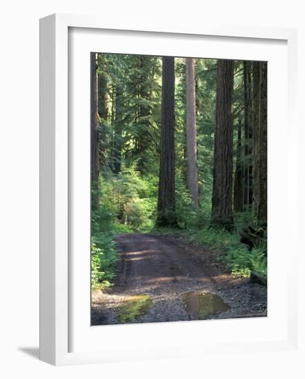 Dirt road into Opal Creek Wilderness area, central Oregon Cascades-Janis Miglavs-Framed Photographic Print