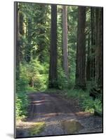 Dirt road into Opal Creek Wilderness area, central Oregon Cascades-Janis Miglavs-Mounted Photographic Print