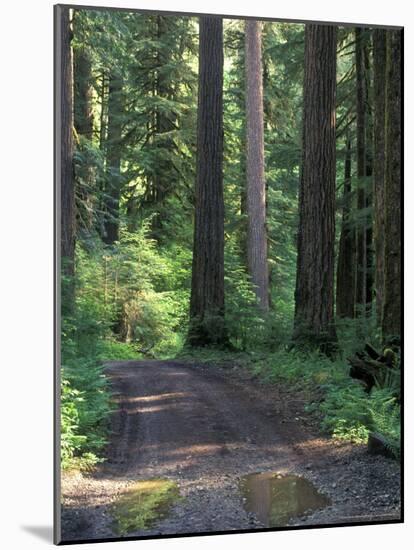 Dirt road into Opal Creek Wilderness area, central Oregon Cascades-Janis Miglavs-Mounted Photographic Print