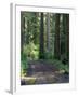 Dirt road into Opal Creek Wilderness area, central Oregon Cascades-Janis Miglavs-Framed Photographic Print