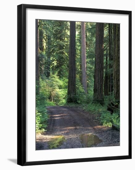 Dirt road into Opal Creek Wilderness area, central Oregon Cascades-Janis Miglavs-Framed Photographic Print