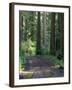 Dirt road into Opal Creek Wilderness area, central Oregon Cascades-Janis Miglavs-Framed Photographic Print