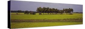 Dirt Road Passing Through a Field, Pondicherry, Tamil Nadu, India-null-Stretched Canvas