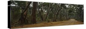 Dirt Road Passing through a Forest, Kangaroo Island, Australia-null-Stretched Canvas