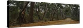 Dirt Road Passing through a Forest, Kangaroo Island, Australia-null-Stretched Canvas