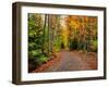 Dirt road passing through a forest, Keweenaw Peninsula, Upper Peninsula, Alger County, Michigan...-null-Framed Photographic Print