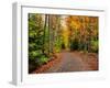 Dirt road passing through a forest, Keweenaw Peninsula, Upper Peninsula, Alger County, Michigan...-null-Framed Photographic Print