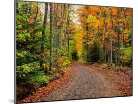 Dirt road passing through a forest, Keweenaw Peninsula, Upper Peninsula, Alger County, Michigan...-null-Mounted Photographic Print