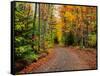 Dirt road passing through a forest, Keweenaw Peninsula, Upper Peninsula, Alger County, Michigan...-null-Framed Stretched Canvas