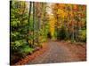 Dirt road passing through a forest, Keweenaw Peninsula, Upper Peninsula, Alger County, Michigan...-null-Stretched Canvas