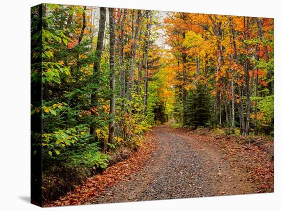 Dirt road passing through a forest, Keweenaw Peninsula, Upper Peninsula, Alger County, Michigan...-null-Stretched Canvas