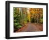 Dirt road passing through a forest, Keweenaw Peninsula, Upper Peninsula, Alger County, Michigan...-null-Framed Photographic Print