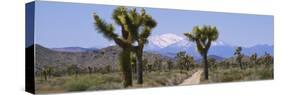 Dirt Road Passing through a Landscape, Queen Valley, Joshua Tree National Monument, California, USA-null-Stretched Canvas