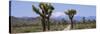 Dirt Road Passing through a Landscape, Queen Valley, Joshua Tree National Monument, California, USA-null-Stretched Canvas