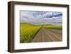 Dirt road through canola fields in Eastern Washington Palouse Country-Darrell Gulin-Framed Photographic Print