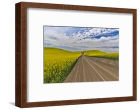 Dirt road through canola fields in Eastern Washington Palouse Country-Darrell Gulin-Framed Photographic Print