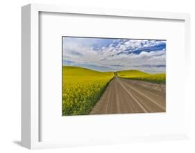 Dirt road through canola fields in Eastern Washington Palouse Country-Darrell Gulin-Framed Photographic Print