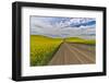 Dirt road through canola fields in Eastern Washington Palouse Country-Darrell Gulin-Framed Photographic Print