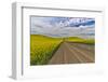 Dirt road through canola fields in Eastern Washington Palouse Country-Darrell Gulin-Framed Photographic Print