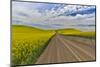 Dirt road through canola fields in Eastern Washington Palouse Country-Darrell Gulin-Mounted Photographic Print