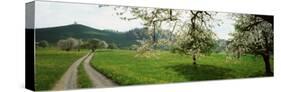 Dirt Road Through Meadow of Dandelions, Zug, Switzerland-null-Stretched Canvas