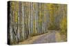 Dirt Road Through Yellow Aspen in the Fall-James Hager-Stretched Canvas